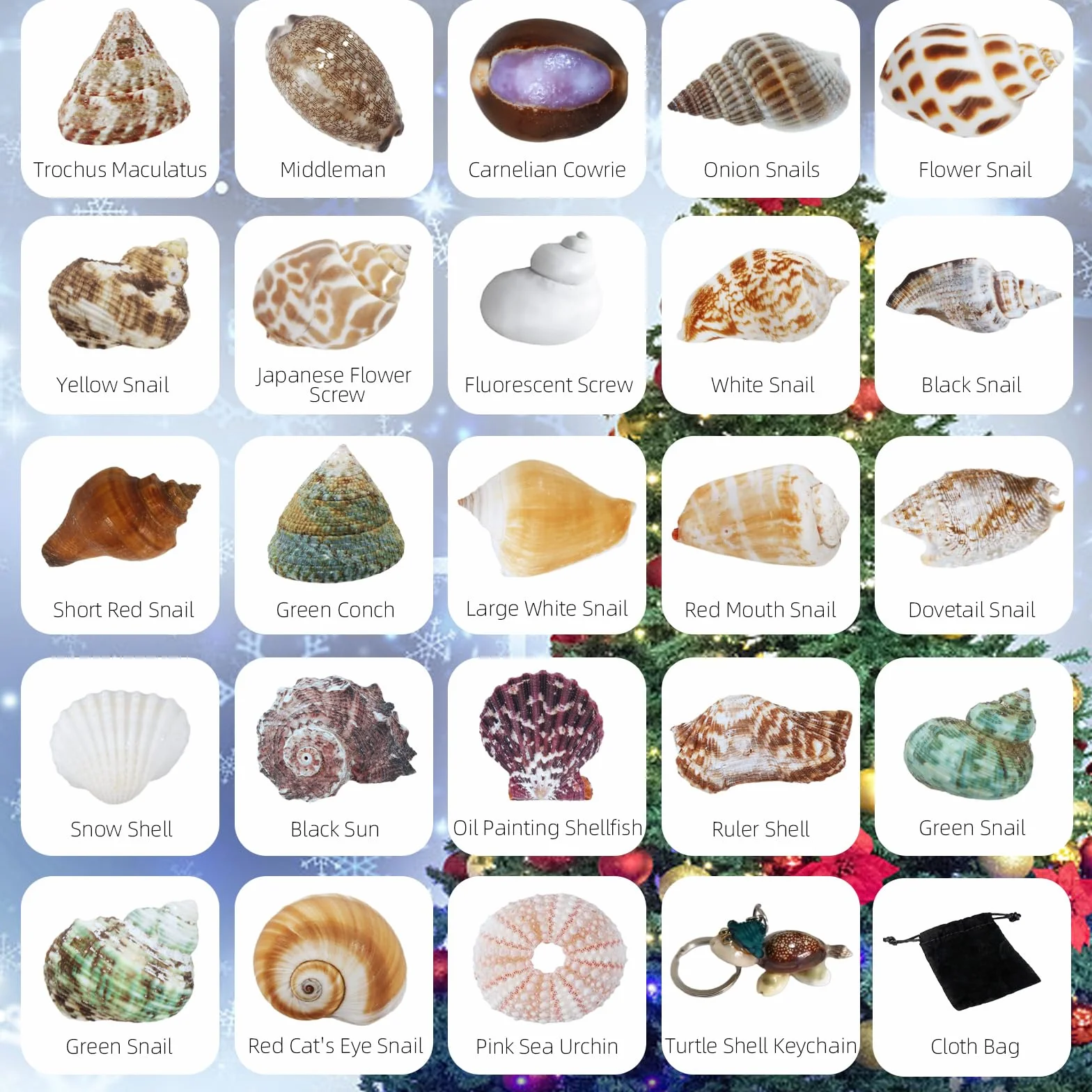 Aitsite Calendario dell'Avvento 2025 conchiglie, 24 giorni di conchiglie naturali calendario dell'Avvento, collezione di conchiglie appassionate calendario del conto alla rovescia per ragazzi ragazze
