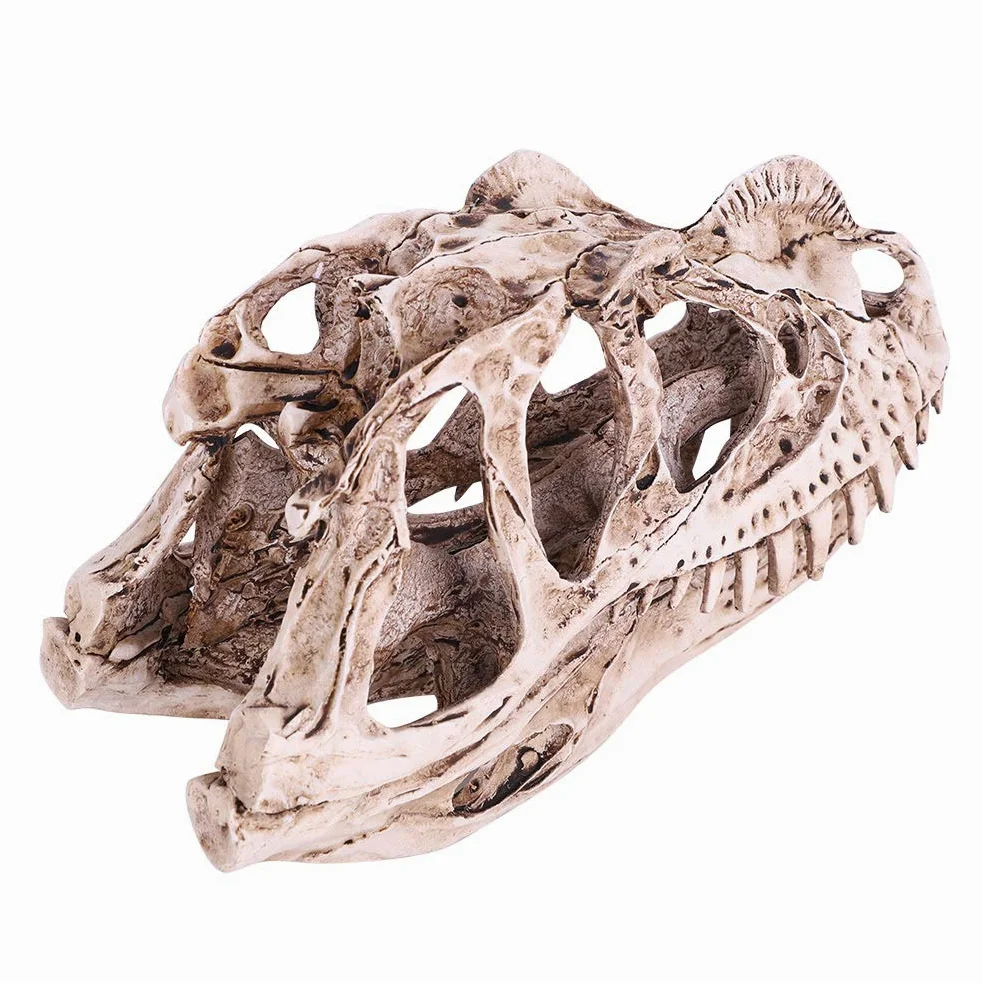 Modello Di Teschio Di Dinosauro In Resina Scheletro Animale Simulato Home Office Decor Craft Insegnamento Prop