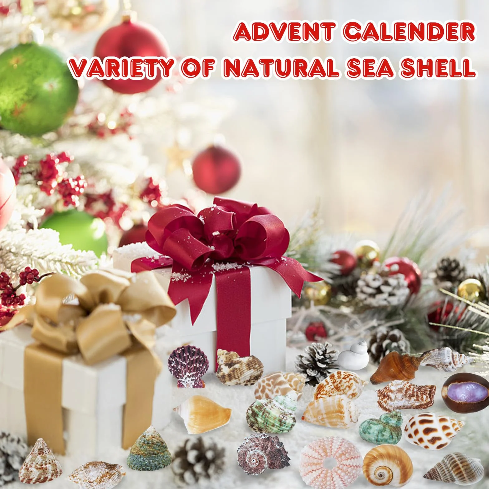 Aitsite Calendario dell'Avvento 2025 conchiglie, 24 giorni di conchiglie naturali calendario dell'Avvento, collezione di conchiglie appassionate calendario del conto alla rovescia per ragazzi ragazze