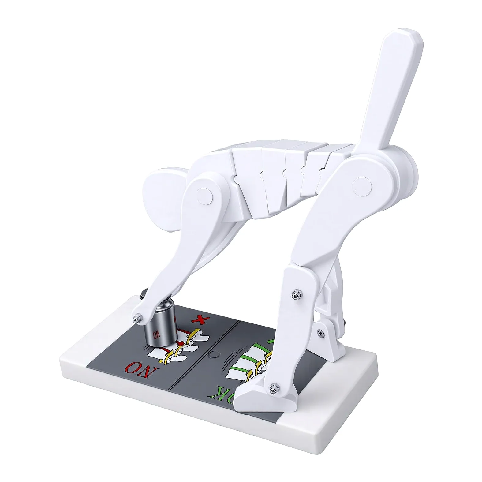 Yinhing Modello Dimostrativo di Sollevamento Pesi con Supporto di Base Modello Dimostrativo della Postura di Flessione del Corpo per L'educazione Alla Biomeccanica