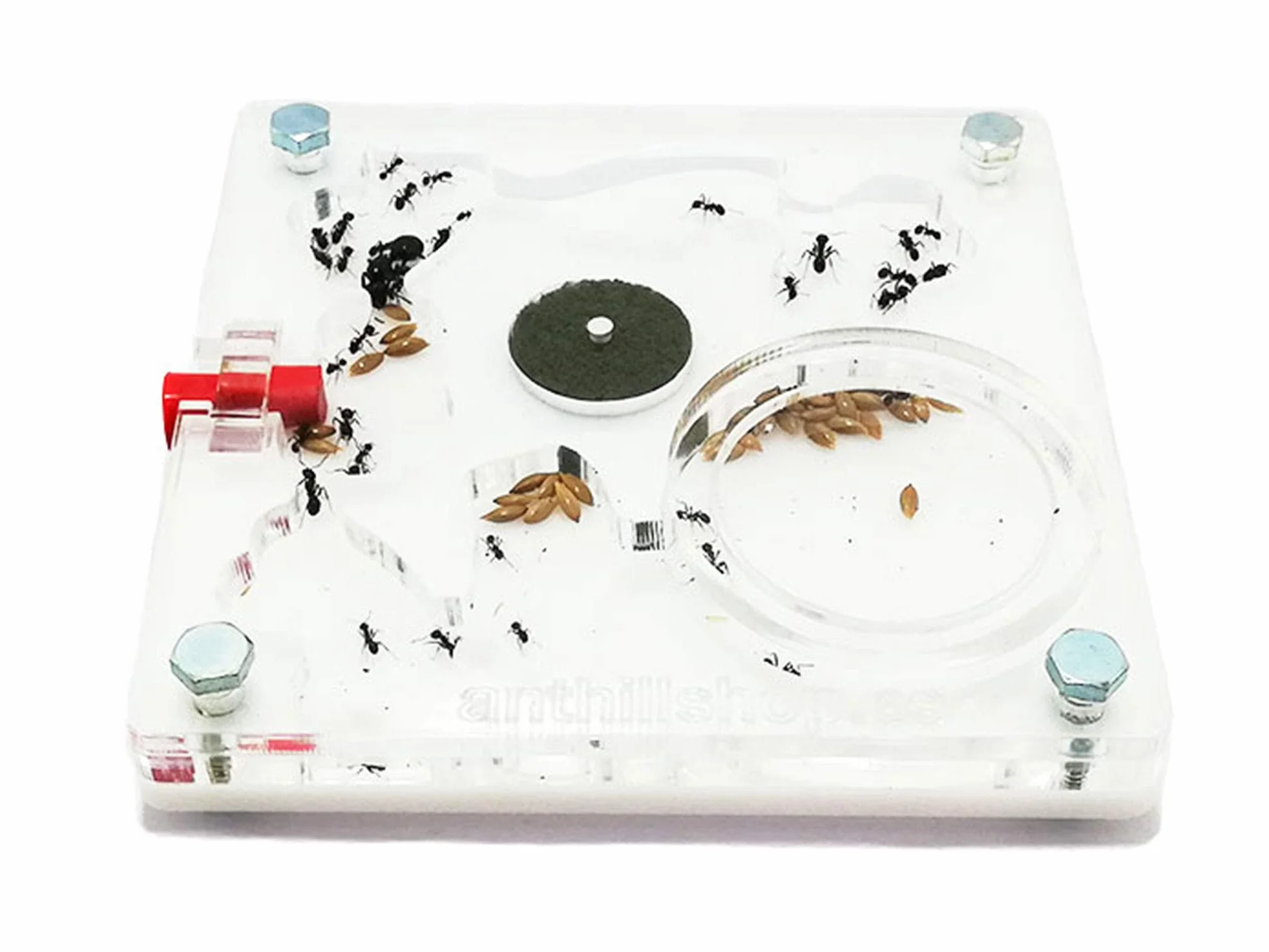 Kit formicaio educativo 10 x 10 schiuma quadrata (con formiche gratuite, da 20 a 30 operaie).