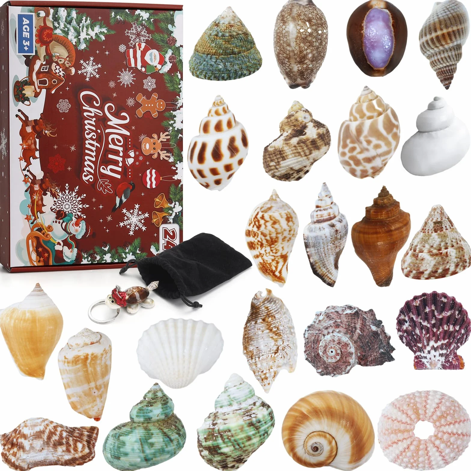 Aitsite Calendario dell'Avvento 2025 conchiglie, 24 giorni di conchiglie naturali calendario dell'Avvento, collezione di conchiglie appassionate calendario del conto alla rovescia per ragazzi ragazze