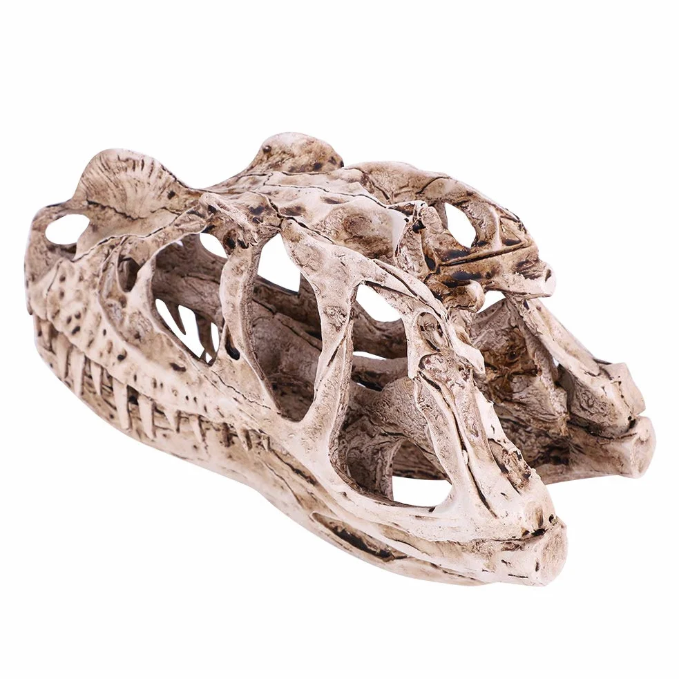 Modello Di Teschio Di Dinosauro In Resina Scheletro Animale Simulato Home Office Decor Craft Insegnamento Prop